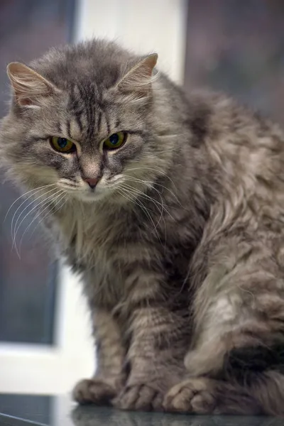 Schöne Flauschige Graue Katze Mit Grünen Augen — Stockfoto