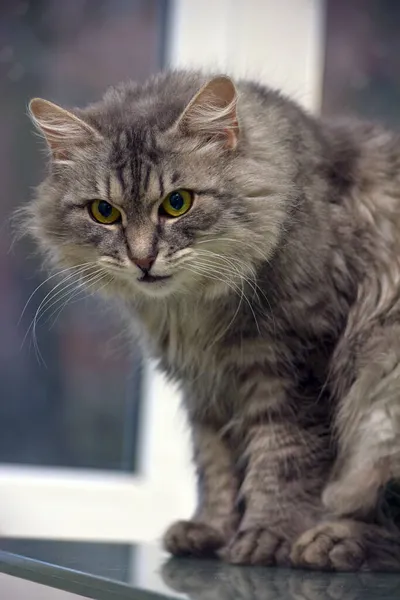 Όμορφη Χνουδωτή Γκρι Γάτα Πράσινα Μάτια — Φωτογραφία Αρχείου
