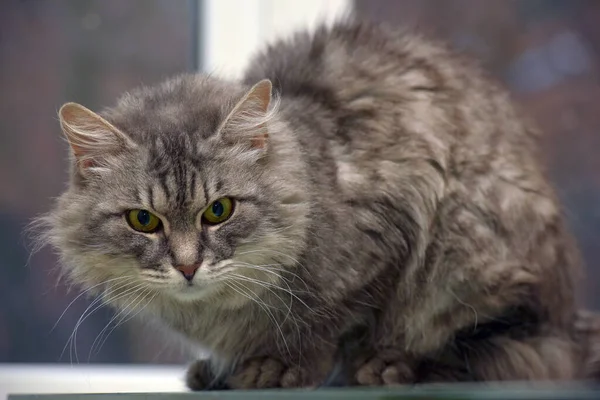 Bellissimo Gatto Grigio Soffice Con Gli Occhi Verdi — Foto Stock