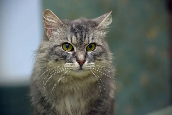 Güzel Tüylü Yeşil Gözlü Gri Kedi — Stok fotoğraf