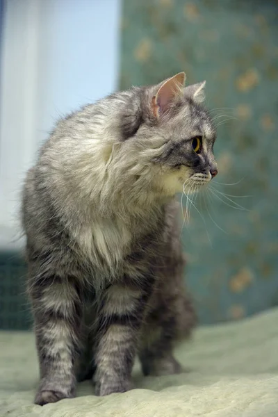 Hermoso Peludo Gris Gato Con Verde Ojos — Foto de Stock