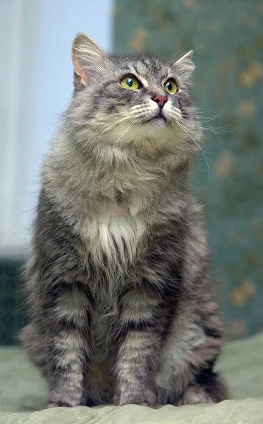 Красивий Пухнастий Сірий Кіт Зеленими Очима — стокове фото