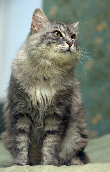 Beautiful Fluffy Gray Cat Green Eyes — Stock Photo, Image
