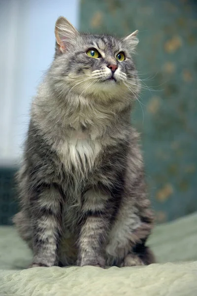 Hermoso Peludo Gris Gato Con Verde Ojos — Foto de Stock