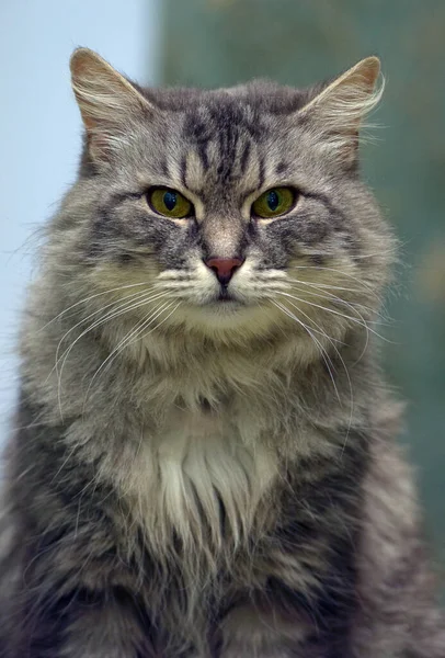 Vacker Fluffig Grå Katt Med Gröna Ögon — Stockfoto