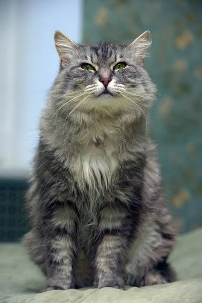 Schöne Flauschige Graue Katze Mit Grünen Augen — Stockfoto