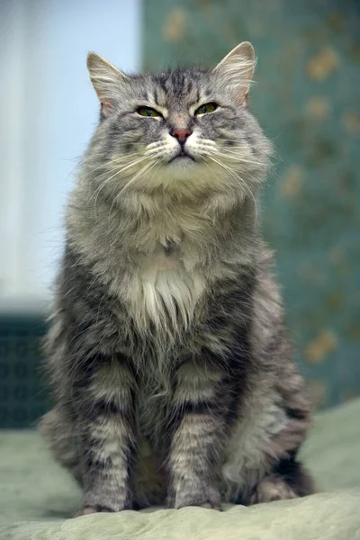 Beautiful Fluffy Gray Cat Green Eyes — Stock Photo, Image