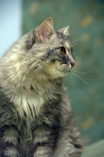 Beautiful Fluffy Gray Cat Green Eyes — Stock Photo, Image