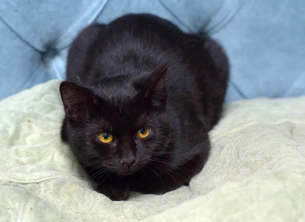 Asustado Negro Joven Gato Con Amarillo Ojos — Foto de Stock