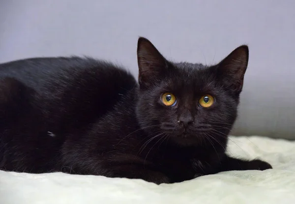 Vystrašená Černá Mladá Kočka Žlutýma Očima — Stock fotografie