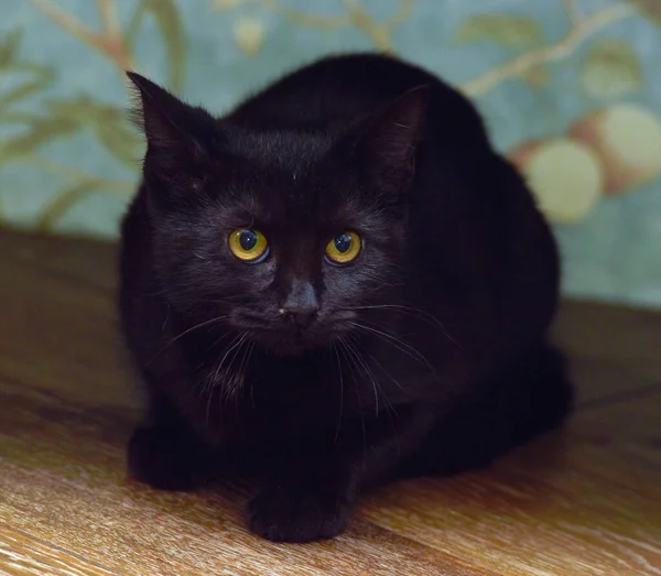 Наляканий Чорний Молодий Кіт Жовтими Очима — стокове фото