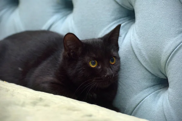 Asustado Negro Joven Gato Con Amarillo Ojos —  Fotos de Stock