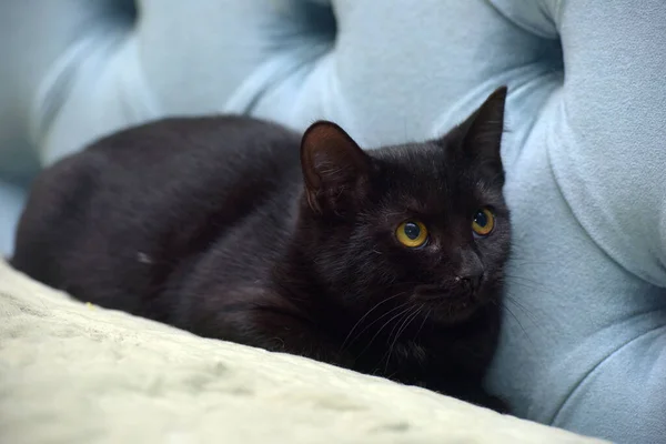 Испуганный Черный Кот Желтыми Глазами — стоковое фото