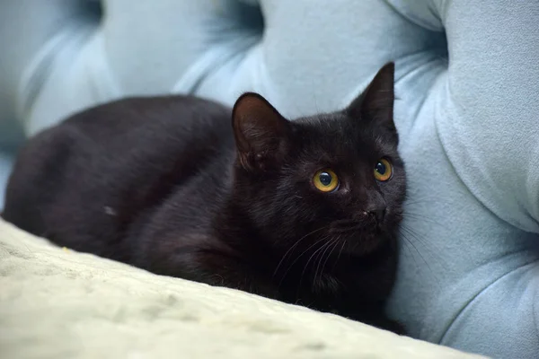 Scared Black Young Cat Yellow Eyes — Stock Photo, Image