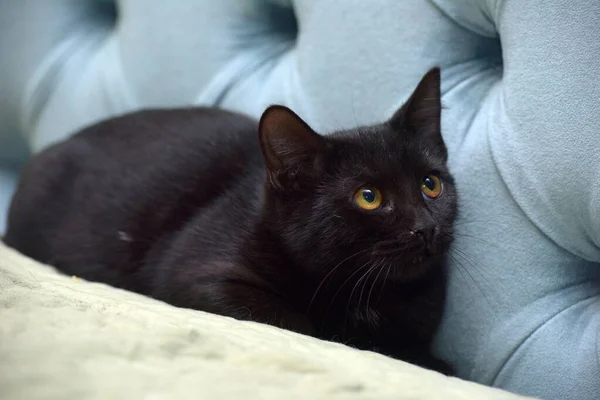 Przestraszony Czarny Młody Kot Żółtymi Oczami — Zdjęcie stockowe
