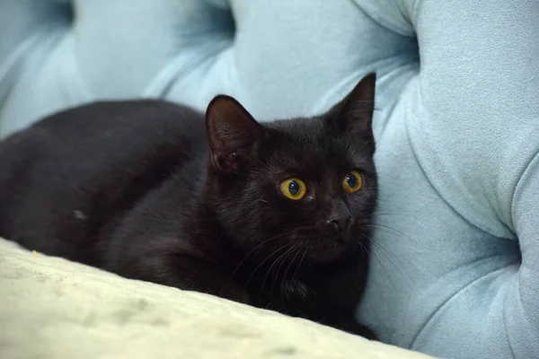 Испуганный Черный Кот Желтыми Глазами — стоковое фото