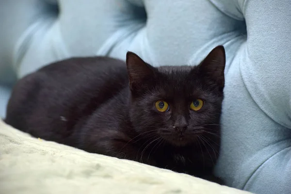 害怕的黑猫 黄眼睛 — 图库照片