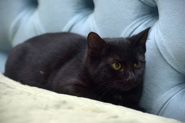 Vystrašená Černá Mladá Kočka Žlutýma Očima — Stock fotografie