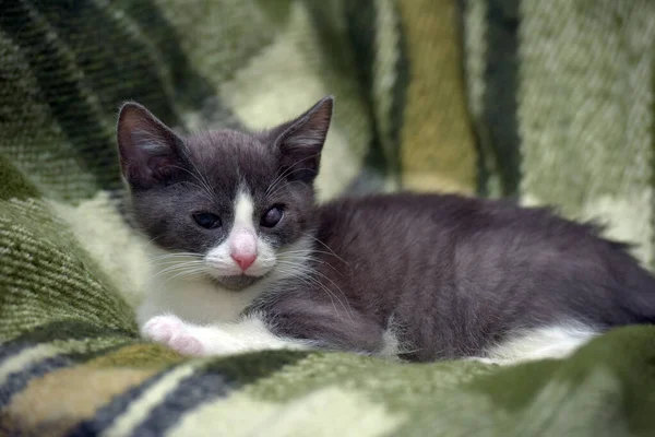 Gattino Grigio Bianco Con Occhio Dolorante — Foto Stock