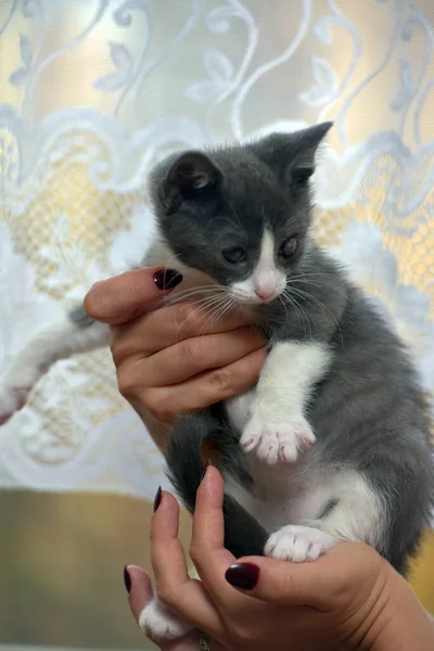 Gatito Gris Blanco Con Ojo Adolorido — Foto de Stock