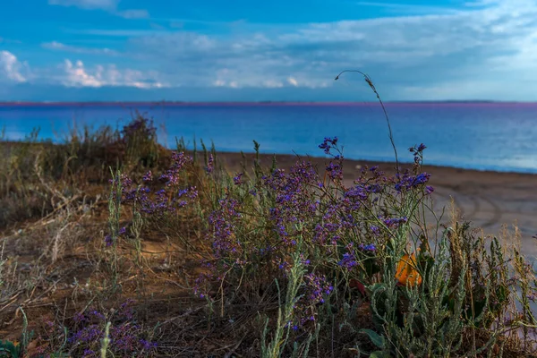 Sasyk Sivash Pembe Suyla Muhteşem Bir Tuz Gölüdür — Stok fotoğraf