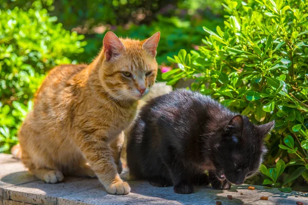 Deux Chats Rouges Noirs Ensemble Été Dans Parc — Photo