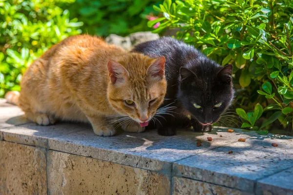 Deux Chats Rouges Noirs Ensemble Été Dans Parc — Photo