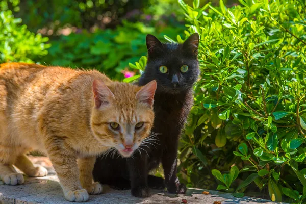 Deux Chats Rouges Noirs Ensemble Été Dans Parc — Photo