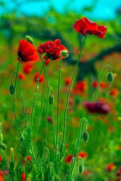 Floreciendo Amapolas Rojas Primavera Día Soleado Entre Hierba Verde — Foto de Stock