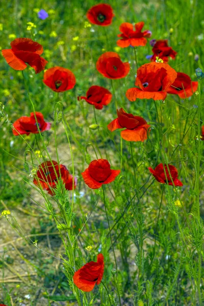 Les Coquelicots Rouges Fleurs Printemps Par Une Journée Ensoleillée Parmi — Photo