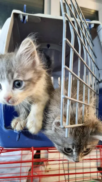 Pequenos Gatinhos Uma Transportadora Animais Fecham — Fotografia de Stock