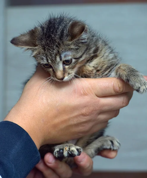 Schattig Klein Tabby Kitten Handen — Stockfoto