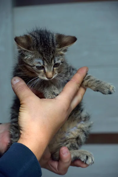 Lindo Poco Tabby Gatito Manos —  Fotos de Stock