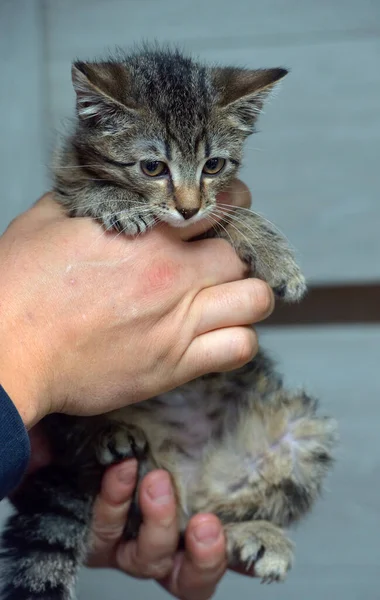 Cute Little Tabby Kitten Hands — Stock Photo, Image