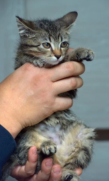 Χαριτωμένο Μικρό Γατάκι Στα Χέρια — Φωτογραφία Αρχείου