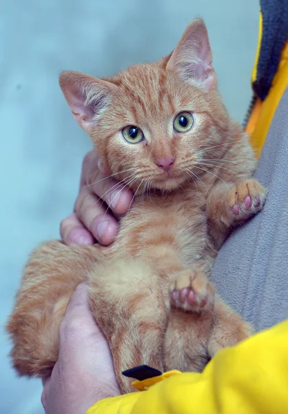 개월된 귀엽고 귀여운 고양이를 — 스톡 사진