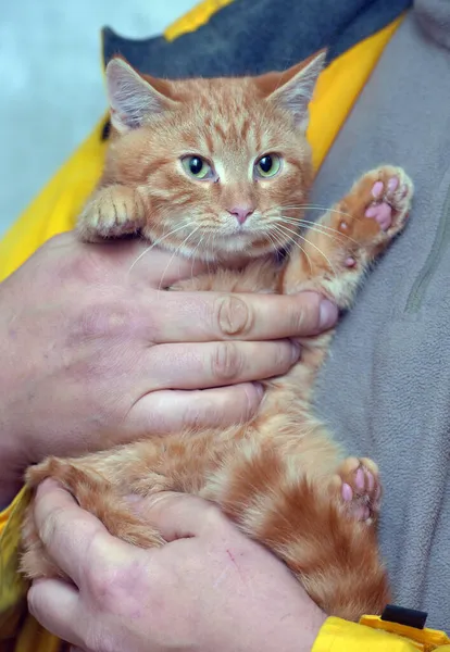 개월된 귀엽고 귀여운 고양이를 — 스톡 사진