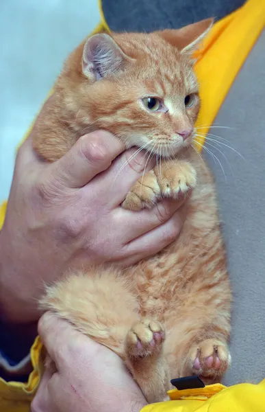 Cute Muda Tiga Bulan Tua Ginger Kucing Tangan — Stok Foto