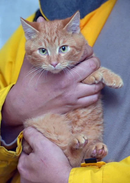 Cute Muda Tiga Bulan Tua Ginger Kucing Tangan — Stok Foto