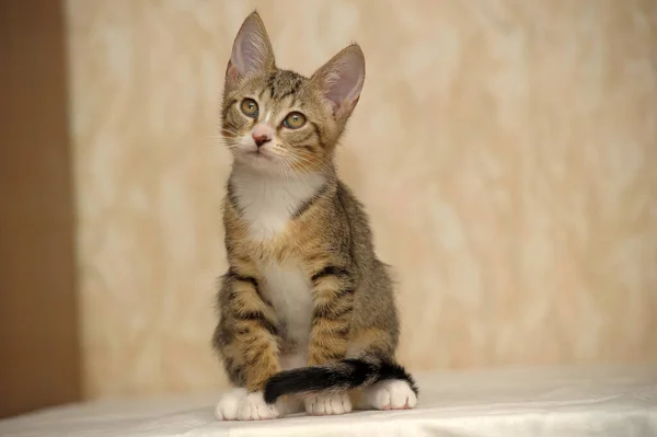 Schattig Tabby Wit Jong Europees Stenografisch Kitten — Stockfoto