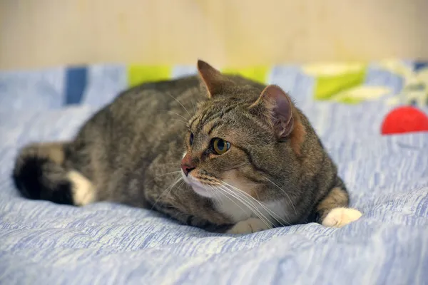 Gri Beyaz Avrupalı Kısa Boylu Korkmuş Bakışlı Bir Kedi — Stok fotoğraf