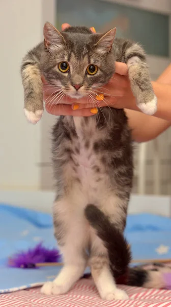 Gatto Stenografia Grigio Bianco Con Uno Sguardo Spaventato Nelle Mani — Foto Stock