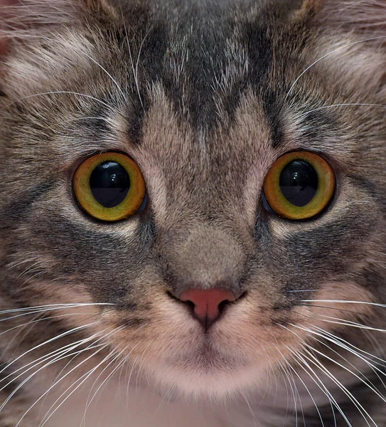 Gray White European Shorthair Cat Frightened Look — Stock Photo, Image