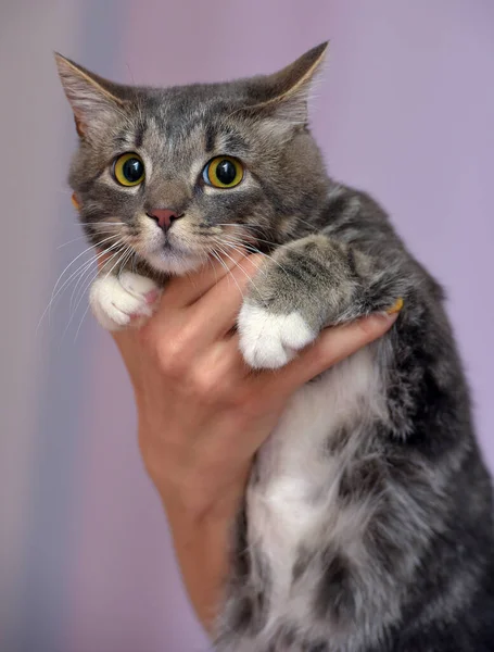 Cinza Branco Gato Shorthair Com Olhar Assustado Suas Mãos — Fotografia de Stock