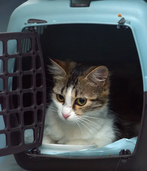 Cat Sitting Pet Carrier Close — Stock Photo, Image