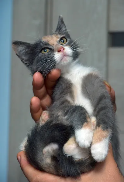 Carino Tricolore Con Gattino Grigio Rosso Mano — Foto Stock