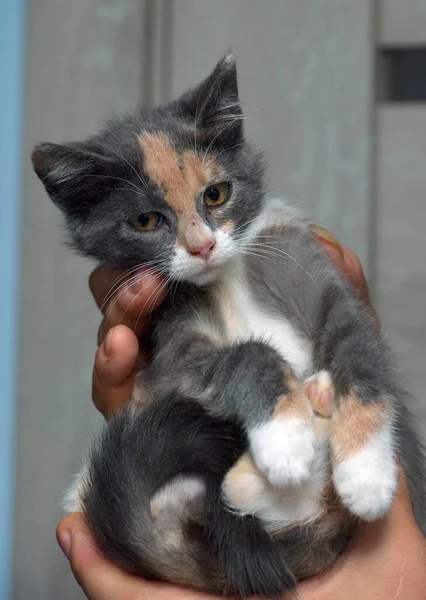 Schattig Tricolor Met Grijs Rood Kitten Handen — Stockfoto