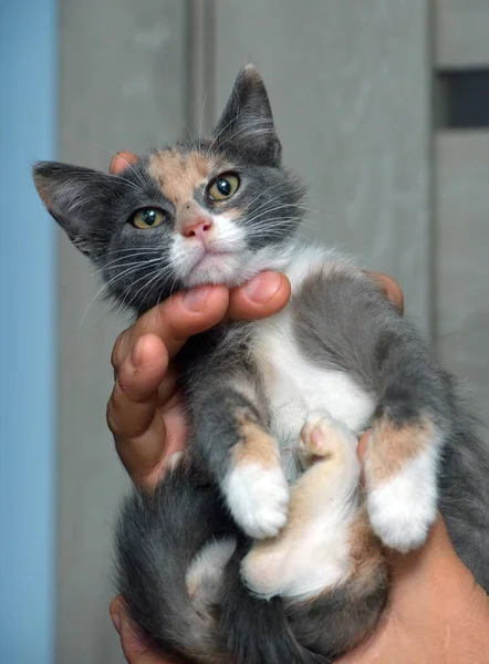 Mignon Tricolore Avec Chaton Gris Rouge Dans Les Mains — Photo