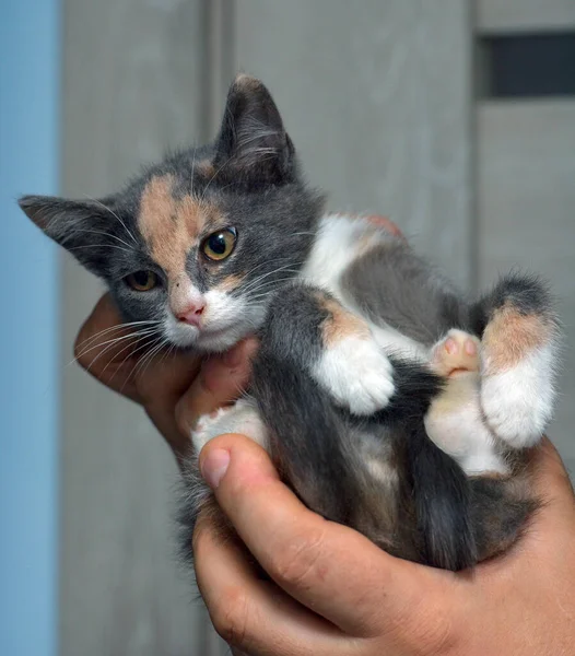 Cute Tricolor Gray Red Kitten Hands — Stock Photo, Image