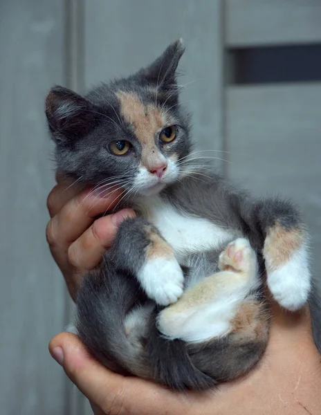 Bonito Tricolor Com Cinza Vermelho Gatinho Mãos — Fotografia de Stock